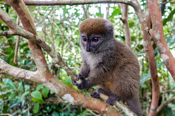Eastern lesser bamboo lemur (Hapalemur griseus ), Madagascar