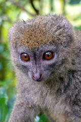 Eastern lesser bamboo lemur (Hapalemur griseus ), Portrait.Madagascar