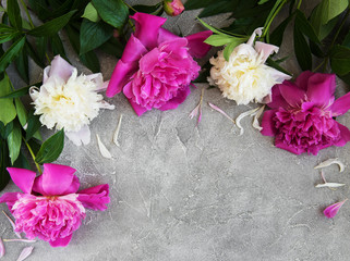 beautiful pink and white peony flowers