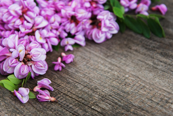 Spring acacia flowers
