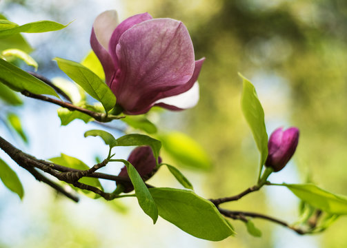 Fototapeta Spring magnolia flowers