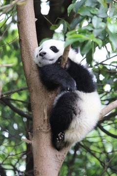 Little Panda Cub Sleeps on the Tree, China