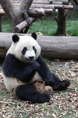 Obraz premium giant panda eating bamboo, Chengdu, China
