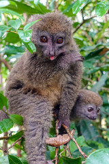 Eastern lesser bamboo lemur (Hapalemur griseus ), Madagascar