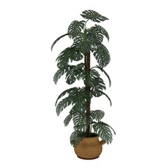 Obraz premium Tarovine flower plant on pot 