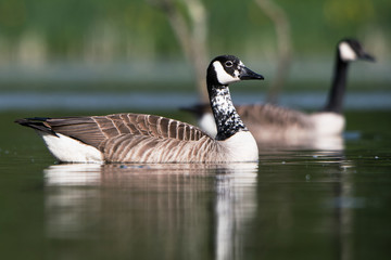 Canada Goose, Branta Canadensis