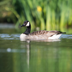 Canada Goose, Branta Canadensis