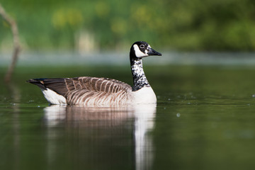 Canada Goose, Branta Canadensis