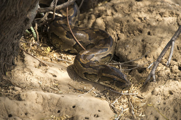 Python de Seba, Python sebae, Parc national des oiseaux du Djoudj, Sénégal