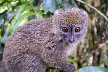 Eastern lesser bamboo lemur (Hapalemur griseus ), Close up.Madagascar