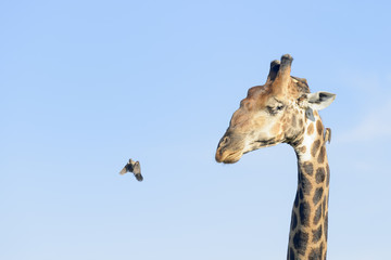Red-billed Oxpeckers (Buphagus erythrorhynchus), on the giraffe (Giraffe camelopardalis), Kruger National Park, South Africa