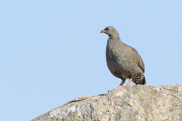 Natal spurfowl or Natal francolin (Pternistis natalensis) standing on rock with blue sky, Kruger National Park, South Africa