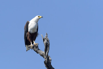 African Fish Eagle (haliaeetus vocifer) sitting on a tree branch, Kruger National Park, South Africa