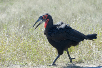 Southern Ground-hornbill (Bucorvus leadbeateri), Kruger National Park, South Africa