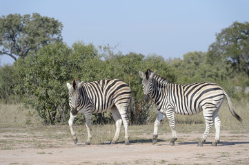Obraz na płótnie Canvas Burchell's zebra or Plains zebra (Equus quagga), looking at camera, Kruger National Park, South Africa