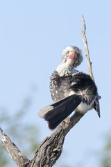 Southern red-billed hornbill (Tockus erythrorhynchus), seen from behind, cleaning feathers, Kruger National Park, South Africa.