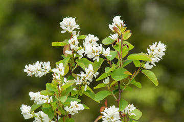 Saskatoon Berry flowering in Spring