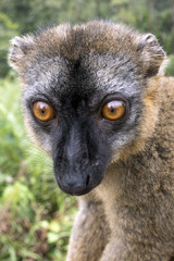Fototapeta premium Common Brown Lemur (Eulemur fulvus fulvus). Madagascar. Portrait 