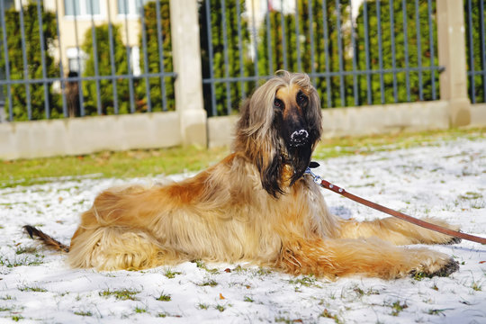 Cute Afghan hound lying down on a snow in spring