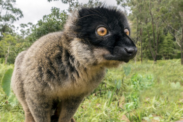 Common Brown Lemur (Eulemur fulvus fulvus). Madagascar.
 