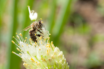 Wild bee, garden lawn background.