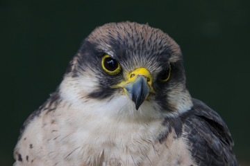 Grey hawk headshot, with head bent on its left side
