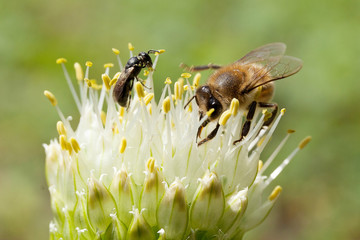 Field wild animals, macro. Bee on flower.