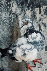 Pigeon camouflaged. 