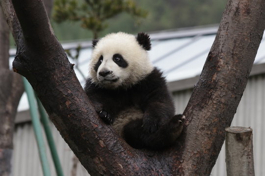 Little Panda Cub on the Tree, China