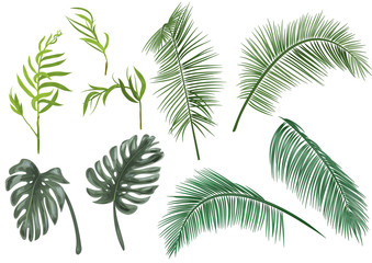 Set green leaves of tropical plants: coconut palm, monstera, chamaedorea elegans (bamboo palm) on white background, digital draw greenery, watercolor style. Realistic vector botanical illustration