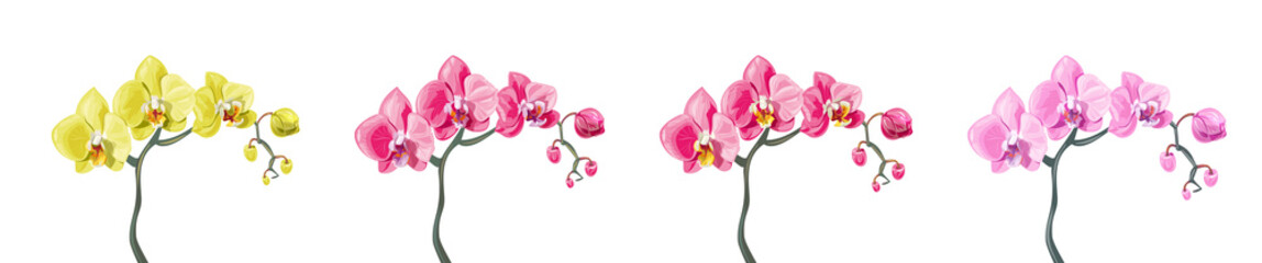 Panoramic view set Phalaenopsis orchid branches: pink, red, yellow flowers on white background. Digital draw tropical plants in watercolor style, vector botanical illustration for design