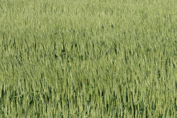 green wheat field and sunny day
