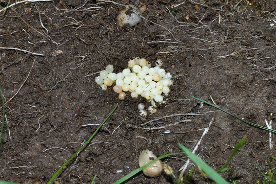 Schneckeneier auf Gartenboden