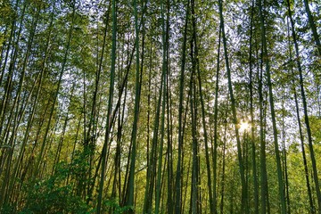Taiwan bamboo forest with sunny sunshine.