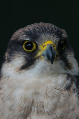 Grey hawk portrait, bird looking up