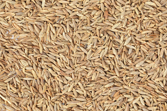 Cumin seeds dry whole powdered healthy aromatic spice jeera