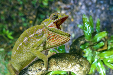 Green chameleon - Chamaeleo calyptratus ,Madagascar