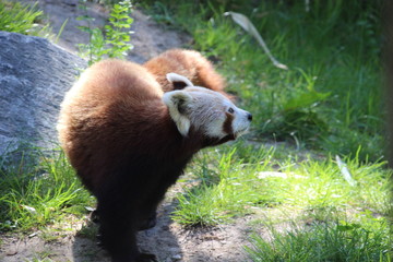 kleiner Panda