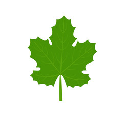 Vector grape leaf.