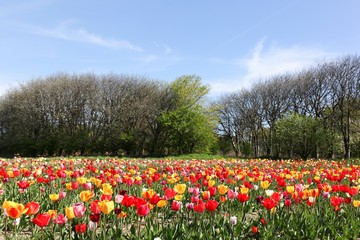 Colorful field of tulips in Denmark