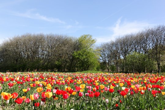 Colorful Field Of Tulips In Denmark