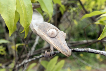 Leaf-tailed Gecko / Uroplatus phantasticus