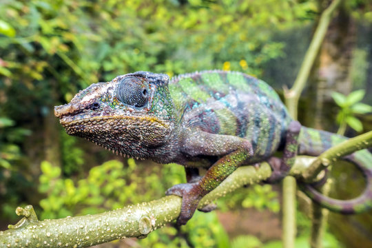 Panther Chameleon (lat. Furcifer pardalis) Madagascar