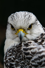 White hawk head shot looking towards the spectator