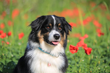 australian shepherd in the poppies