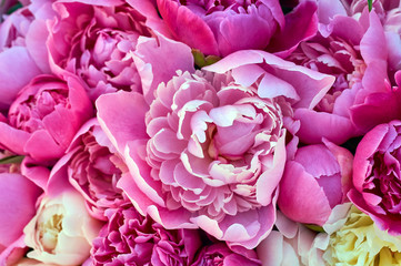 Peony flowers pink and white