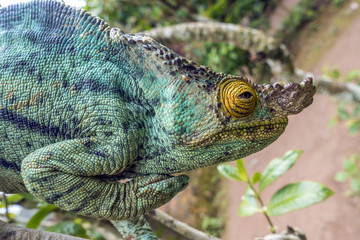 Parsons chameleon (Calumma parsonii) in Madagascar © mirecca