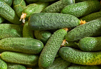 young fresh green cucumber