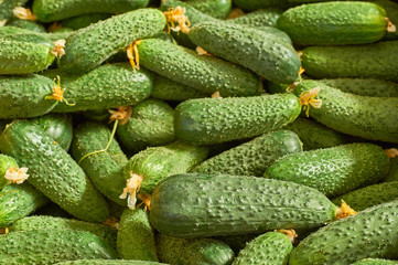 young fresh green cucumber