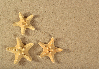 Fototapeta na wymiar Starfishes close-up on a sand